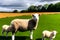 Sheep on a green meadow in the countryside of New Zealand. Generative AI