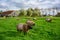 Sheep and green pastures are a farm that tourists can visit at Zaanse Schans