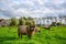 Sheep and green pastures are a farm that tourists can visit at Zaanse Schans, Zaandam, Netherlands