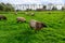 Sheep and green pastures are a farm that tourists can visit at Zaanse Schans, Zaandam, Netherlands