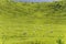 Sheep on green slope, near Whakarewarewa, Waikato, New Zealand