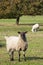 Sheep on the grounds of Blenheim palace