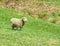 Sheep on the Grounds of Booker T. Washington National Monument