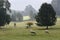 Sheep and Grounds in Morning Mist at Jervaulx Abbey, East Witton, near Ripon, North Yorkshire,, England UK