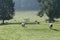 Sheep and Grounds in Morning Mist at Jervaulx Abbey, East Witton, near Ripon, North Yorkshire,, England UK