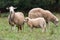 Sheep group and lamb on a meadow with green grass. Flock of sheep. Rural life concept. Sheep are grazing in the nature.