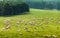 Sheep group in meadow