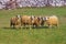 Sheep group portrait in the pasture