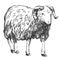 Sheep hand drawn vector illustration realistic sketch