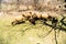 Sheep having food in the green farmland