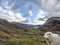 Sheep having a look at the camera at Llyn Gwynant in Snowdonia National Park Gwynedd North Wales