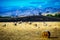 Sheep and hay bales on a meadow in New Zealand