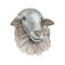 Sheep head portrait