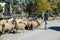 Sheep heading off to market in Syria