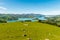 Sheep heard grazing on a green hill in New Zealand