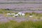 Sheep and heather on the north Yorkshire moors UK