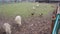 A sheep and a hen are sharing a piece of bread in a country, rural, scenery in a cloudy day A sheep and a hen eating