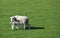 Sheep & her Lamb in Springtime on New Zealand Farm.