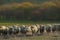 Sheep herd