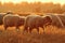 Sheep herd in beautiful orange dawn light