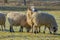 A sheep herd breed - valaska