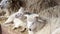 Sheep herd chew hay lying on dry grass in sheepfold, young ram sleeping in ranch.