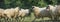 Sheep herd closeup on a meadow