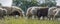 Sheep herd closeup on a meadow