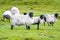 Sheep herd on emerald grass hill close up