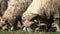 Sheep, Herd Flock of Lambs Grazing on Pasture, Shepherd, Pastoral Farm View, Animals Pasturing in Mountains Grassland