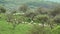 Sheep, Herd Flock of Lambs Grazing on Pasture, Shepherd, Pastoral Farm View, Animals Pasturing in Mountains Grassland