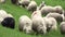 Sheep, Herd Flock of Lambs Grazing on Pasture, Shepherd, Pastoral Farm View, Animals Pasturing in Mountains Grassland