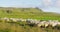 Sheep herd on grass in beautiful Iceland nature landscape