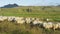 Sheep herd on grass in beautiful Iceland nature landscape