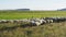 Sheep herd on grass in beautiful Iceland nature landscape