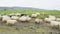 Sheep herd on grass in beautiful Iceland nature landscape