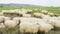 Sheep herd on grass in beautiful Iceland nature landscape