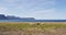 Sheep herd on grass in beautiful Iceland nature landscape