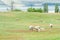 Sheep herd graze fresh grass at yard farm in New Zealand