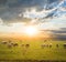 Sheep herd graze on a pasture at the sunset