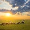 Sheep herd graze on a pasture at the sunset