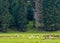 Sheep herd grazing near pine forest