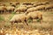 Sheep herd grazing on wheat stubble field