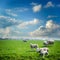 Sheep herd at green field