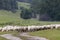 Sheep herd in National park Muranska Planina, Slovakia