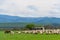 Sheep herd on pasture in mountain with birds flock