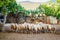 Sheep herd on pasture in Sardinia