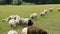 Sheep herd in pastureland