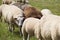 Sheep herd in pastureland