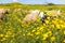 Sheep herd pasturing blossoming flowers field.
